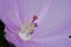 Hibiscus phoeniceus