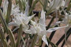 Pancratium maritimum