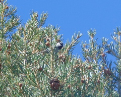 Poecile gambeli