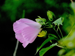 Malva alcea
