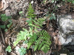 Botrypus virginianus