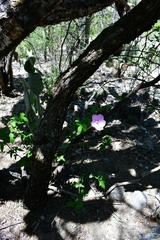 Hibiscus phoeniceus