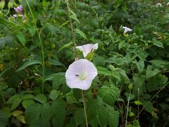 Calystegia sepium spectabilis