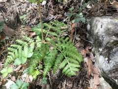 Botrypus virginianus