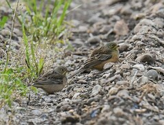 Emberiza hortulana
