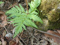 Botrypus virginianus