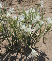 Pancratium maritimum