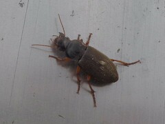 Harpalus rufipes