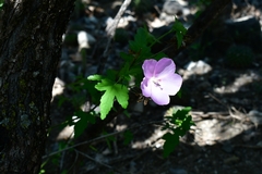 Hibiscus phoeniceus