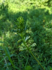 Pedicularis lanceolata