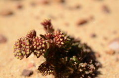 Crassula alpestris