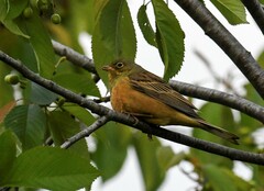 Emberiza hortulana