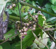 Cuscuta lupuliformis