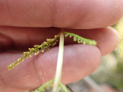 Botrypus virginianus