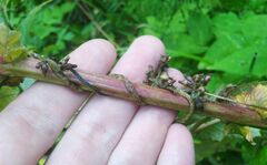Cuscuta lupuliformis