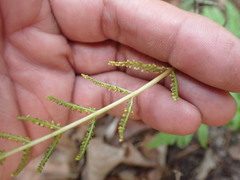 Botrypus virginianus
