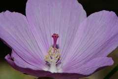 Hibiscus phoeniceus