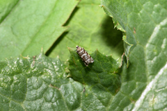 Epinotia tedella