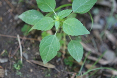 Acalypha rhomboidea