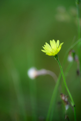 Pyrrhopappus carolinianus