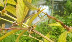Cuscuta lupuliformis
