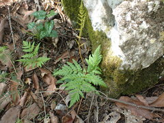 Botrypus virginianus