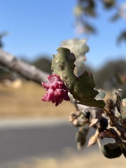 Cynips quercusechinus