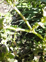 Polygonum achoreum