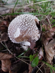 Amanita pantherina