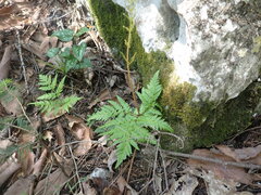 Botrypus virginianus