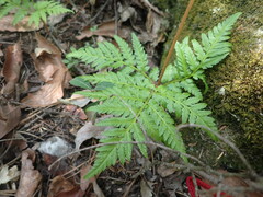 Botrypus virginianus
