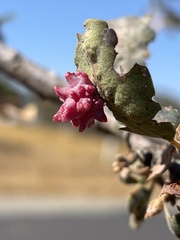 Cynips quercusechinus