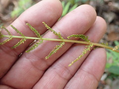 Botrypus virginianus