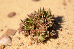Crassula alpestris