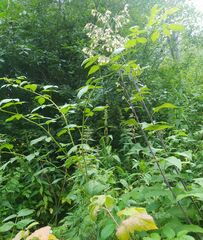 Parasenecio hastatus