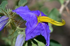 Solanum houstonii