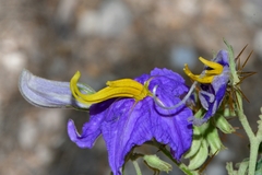 Solanum houstonii