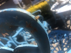 Geometridae