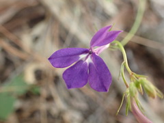 Lobelia sublibera