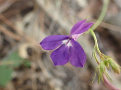 Lobelia sublibera