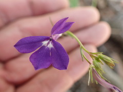 Lobelia sublibera