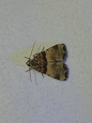 Cobubatha dividua