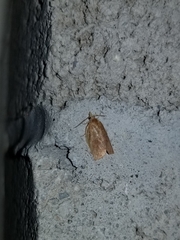 Sparganothis distincta