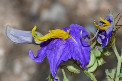 Solanum houstonii