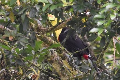 Ramphastos sulfuratus
