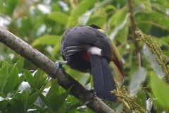 Ramphastos sulfuratus