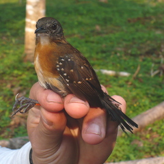 Myrmophylax atrothorax