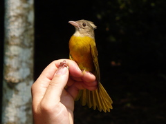 Eucometis penicillata