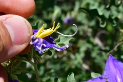 Solanum houstonii