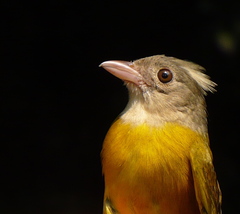 Eucometis penicillata